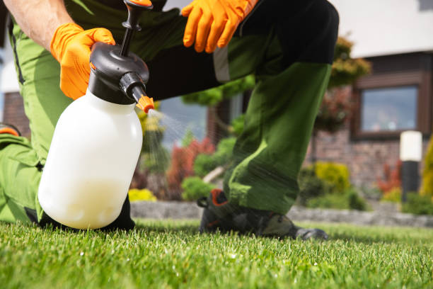 Best Flea Control Services  in York, SC