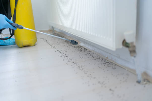Best Pest Control Near Me in York, SC
