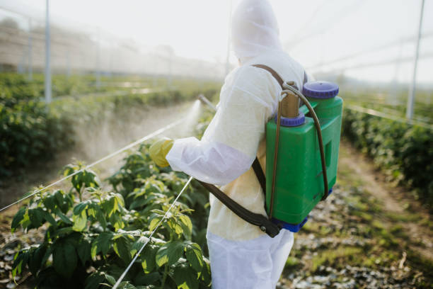 Best Termite Control Services  in York, SC